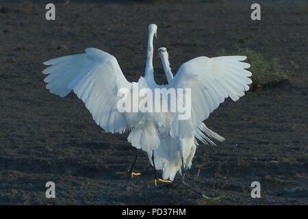 Qingdao, Qingdao, China. 6 Aug, 2018. Qingdao, China - Reiher am Feuchtgebiet in Qingdao sammeln, der ostchinesischen Provinz Shandong. Credit: SIPA Asien/ZUMA Draht/Alamy leben Nachrichten Stockfoto