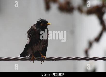 Srinagar, Kashmir. 07. AUGUST. Ein Vogel ruht auf elektrische Kabel bei Regen. Eine schwere Zauber der Regen Wasser Logging in mehreren Bereichen stören Fahrzeug und prosaisch Bewegung. regnet kann Wasser - Protokollierung in städtische Gebiete Pendler hatten eine harte Zeit zu Gesicht nach heftigem Regen peitschte. Mehrere Bereiche. Kaschmir-tal bringt Erholung für Menschen nach drei Tagen heißen Wetterbedingungen. e überflutet causi Credit: sofi Suhail/Alamy leben Nachrichten Stockfoto