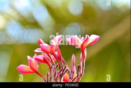 Ein Blumenstrauß Stockfoto