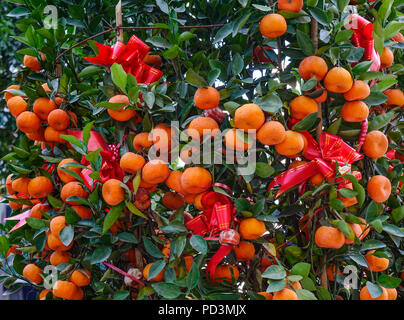 Kumquat Bäume und Früchte. Kumquat ist die müssen Bäume in vietnamesischen Neujahrsfest. Stockfoto