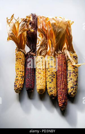 Verschiedene Sorten von Maiskolben Stockfoto