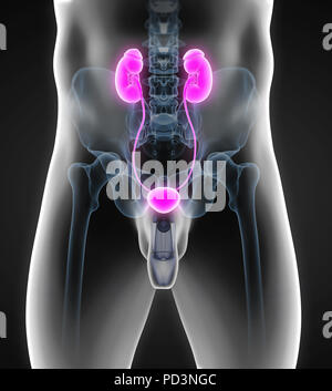 Menschlichen Nieren Anatomie Stockfoto