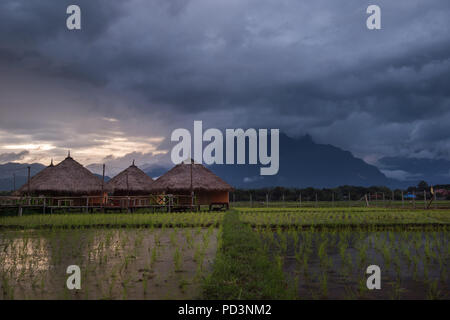 Wunderschöne Landschaft Natur grün Terraced Rice Bereich der Regenzeit und die Hütte auf dem Berg in der Natur, Chiang Dao, Chiang Mai, Thailand. Stockfoto