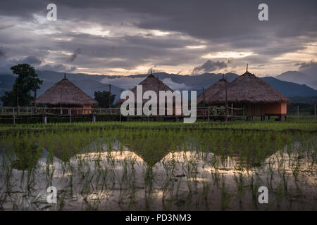 Wunderschöne Landschaft Natur grün Terraced Rice Bereich der Regenzeit und die Hütte auf dem Berg in der Natur, Chiang Dao, Chiang Mai, Thailand. Stockfoto