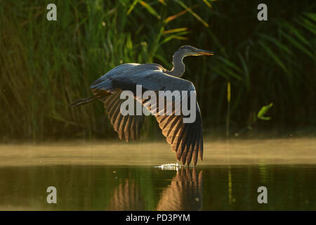 Im ersten Licht des Tages ein Graureiher über die Dämpfung Wasser fliegt. Seine Flügel berührt die Oberfläche der misty Wasser. Stockfoto