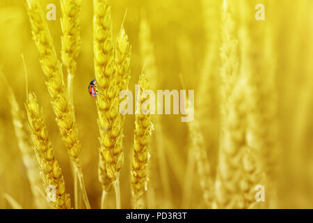 Red Lady Bug auf saftigen frischen Ohren der reife, gelbe Weizen auf Natur im Sommer Feld close-up (Makro), mit Freiraum für Text Stockfoto