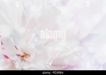 Gentl natürlichen Hintergrund von einem blassen rosa Pfingstrose close-up Stockfoto