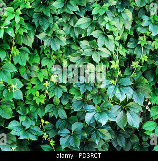 Natürliche Hintergrund mit Textur von einem grünen Blatt. Lebendige Hecke von mädchenhaft Trauben wie Blätter Textur Hintergrund Stockfoto