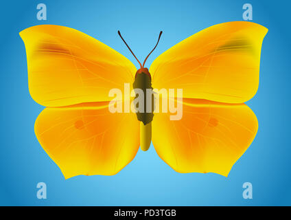 Der Schmetterling. Vektor. Mesh. Stockfoto