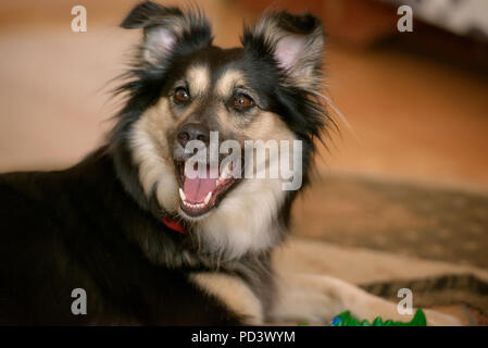 7/8 Schuß eines Cross-Border Collie zucht Hund, einen niedlichen Welpen in Schwarz und tan, Sitzen und neugierig mit Mund offen Stockfoto