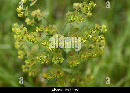 Holz Wolfsmilch (Euphorbia amygdaloides) in Blüte in einem alten Wald in Hampshire. Im Jahr 2011 ergriffen. Stockfoto