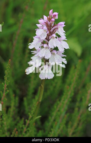 Ein Heide Orchid (Dactylorhiza maculata) in der Nähe von Shatterford unten im New Forest National Park, Hampshire, UK Juni 2016 fotografierte beschmutzt. Stockfoto