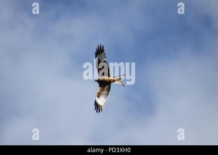 Rotmilan Milvus milvus Fliegen über Nant yr Arian in Ceredigion, Mid Wales im Jahr 2010 Stockfoto