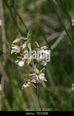 Marsh (helleborine Epipactis palustris) in Blume auf Bransbury Gemeinsame SSSI, Hampshire, UK. Noch im Jahr 2018. Stockfoto