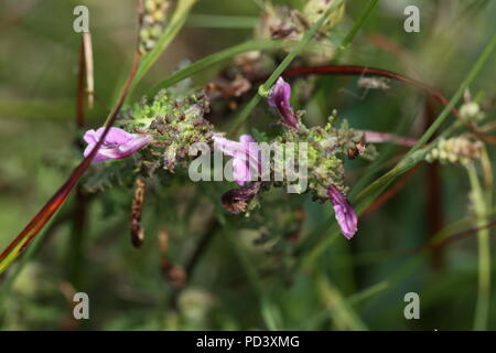 Marsh Lousewort (Entfernen palustris) wachsen auf Bransbury Gemeinsamen in der Nähe von Barton Stacey in Hampshire. Juli 2018 getroffen Stockfoto