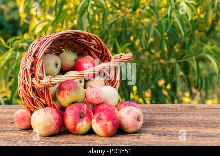 Nur rote Äpfel in Weidenkorb auf alten Holzbrettern abgeholt mit Baum Blätter im Hintergrund. Gerade geerntete Früchte. Geringe Tiefenschärfe. Fokus Stockfoto