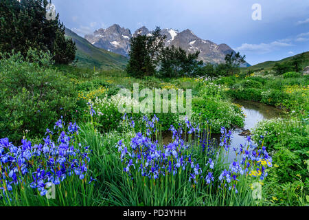 Frankreich, Hautes Alpes, Villar d'Arene, alpinen botanischen Garten von Lautaret // Frankreich, Alpes-de-Haute-Provence (05), Villar-d'Arène, Jardin Alpin du Lautaret, devan Stockfoto