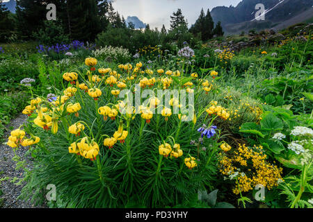 Frankreich, Hautes Alpes, Villar d'Arene, alpinen botanischen Garten von Lautaret, Lilium pyrenaicum oder Pyrenäen Lily Stockfoto