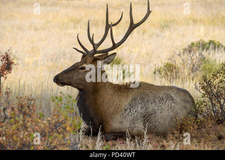 Ruhe Bull Elk - eine junge Reifen bull Elk im Baum Schatten ruht auf der Spitze eines Berges Wiese. Rocky Mountain National Park, Colorado, USA. Stockfoto