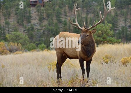 Begegnung - Close-up Ganzkörper Ansicht eines starken Reifen bull Elk im Nahbereich. Rocky Mountain National Park, Colorado, USA. Stockfoto