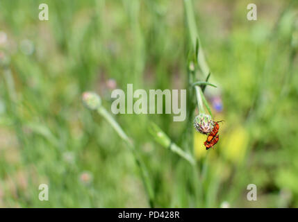 Zwei gemeinsame Soldat Käfer hängen von einer kornblume Bud während der Paarung im Sommer Stockfoto