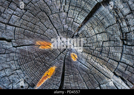 Frisch geschnittene Kiefer Protokoll mit Baum Ringe im Detail Hintergrund Stockfoto