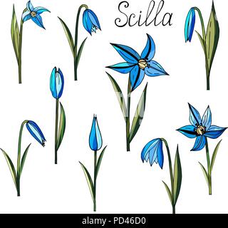 Satz von Hand gezeichnet Scylla Blumen auf weißem Hintergrund Stock Vektor