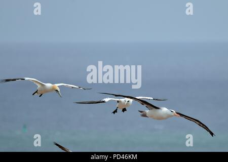 Northern gannet, Basstölpel, mollymauk, Schwarzbraune-Albatros Stockfoto