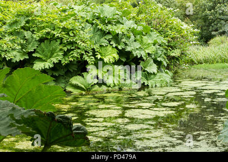 Gunnera manicata, Brasilianischer Riese Rhabarber Pflanzen neben einem englischen Teich im Sommer, Hampshire, England, UK wachsende Stockfoto