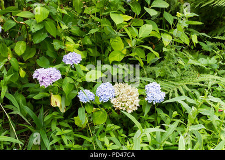 Hydrangea macrophylla Blüten im Juli, Hampshire, England, Großbritannien Stockfoto