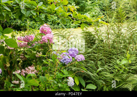 Rosa und Lila Hydrangea macrophylla Blüten im Sommer, Hampshire, England, Großbritannien Stockfoto