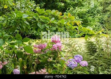 Rosa und Lila Hydrangea macrophylla Blüten im Sommer, Hampshire, England, Großbritannien Stockfoto