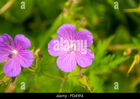 Blick aus der Nähe auf Azalee violett pink Stockfoto