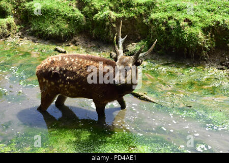 Philippine gefleckte Rehe Stockfoto