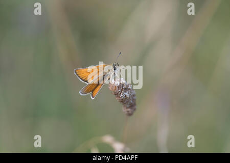 Kleine skipper (Thymelicus sylvestris) Schmetterling Stockfoto