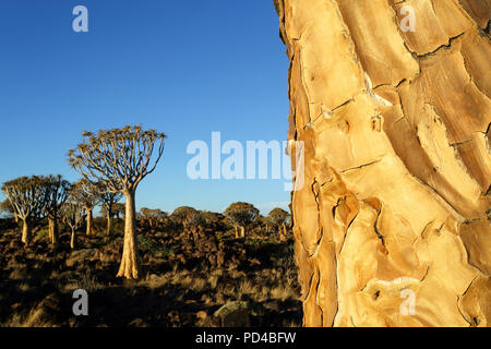 Köcherbäume in der untergehenden Sonne, Wald und touristische Attraktion des südlichen Namibia Stockfoto