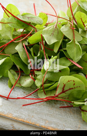 frischen Salatblättern Stockfoto