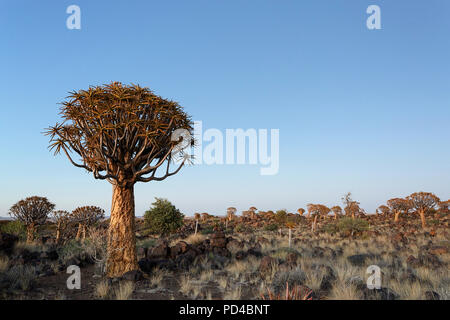 Köcherbäume in der untergehenden Sonne, Wald und touristische Attraktion des südlichen Namibia Stockfoto