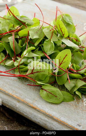 frischen Salatblättern Stockfoto