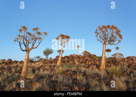 Köcherbäume in der untergehenden Sonne, Wald und touristische Attraktion des südlichen Namibia Stockfoto