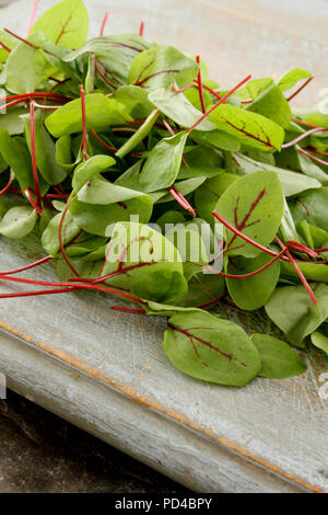 frischen Salatblättern Stockfoto