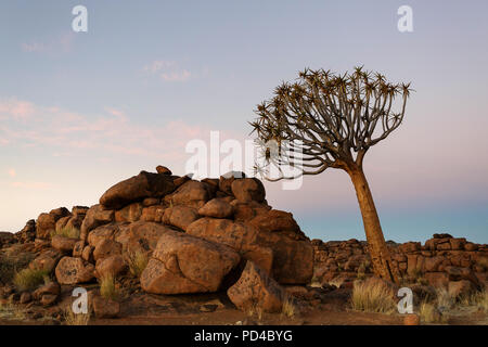 Köcherbäume in der untergehenden Sonne, Wald und touristische Attraktion des südlichen Namibia Stockfoto