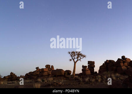 Köcherbäume in der untergehenden Sonne, Wald und touristische Attraktion des südlichen Namibia Stockfoto