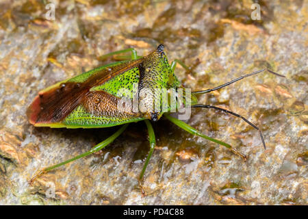 Weißdorn (Acanthosoma haemorrhoidale Shieldbug) ruht auf Baumstamm. Tipperary, Irland Stockfoto