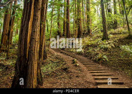 Muir Woods National Monument Stockfoto