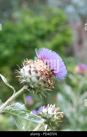 Cynara Cardunculus. Artischocke/Cardoon Blüte im Juli. Großbritannien Stockfoto