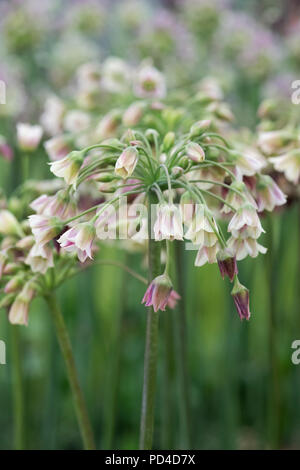 Nectaroscordum siculum bulgaricum subsp. Bulgarische Honig Knoblauch Blume Stockfoto