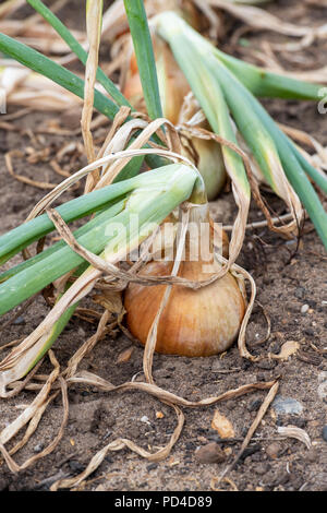 Allium cepa. Zwiebel Hercules in einem Gemüsebeet Stockfoto