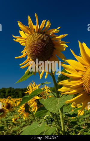 Feld mit Sonnenblumen in der Nähe von Morlanne Frankreich. Stockfoto