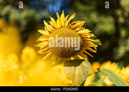 Feld mit Sonnenblumen in der Nähe von Morlanne Frankreich. Stockfoto